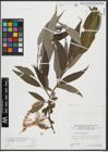 Foto von Salix alba L. x Salix fragilis L.